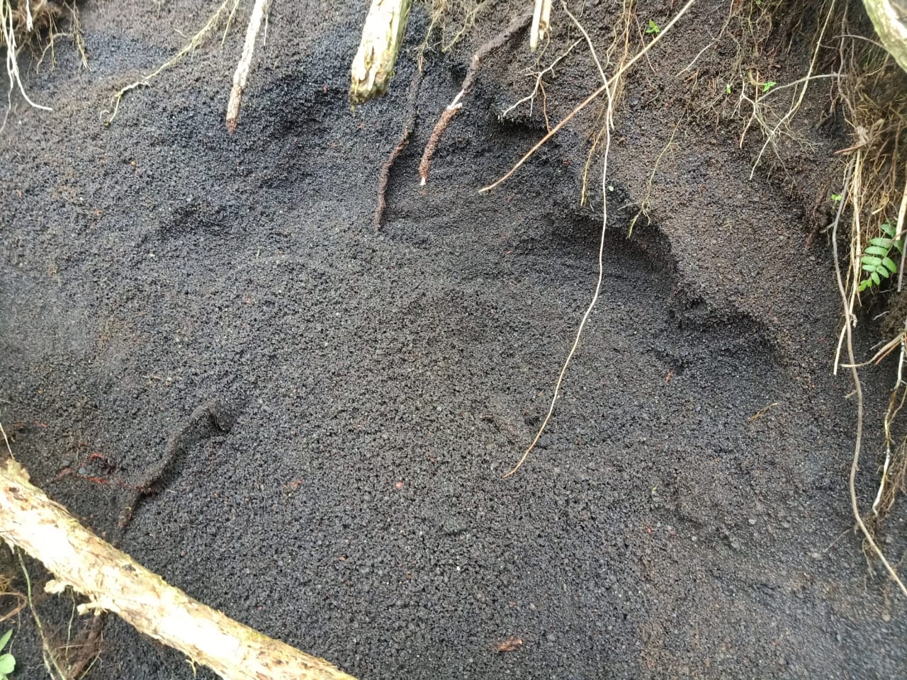 WhatsApp Image 2021-06-11 at 1.48.31 PM (1)